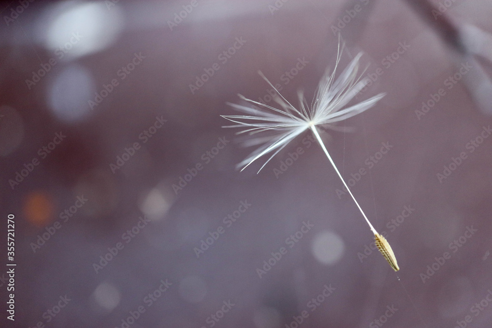 Naklejka premium dandelion seed stuck in the spider's web closeup