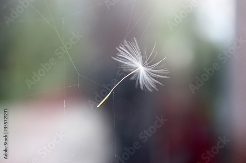 Fototapeta Naklejka Na Ścianę i Meble -  dandelion seed stuck in the spider's web closeup