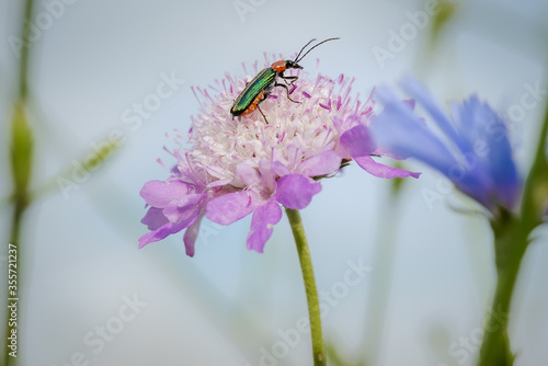 emerald green beetle, spanish fly, Lytta vesicatoria, feeding from a wild magenta flower making natural complementary colors