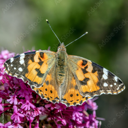 butterfly - papillon