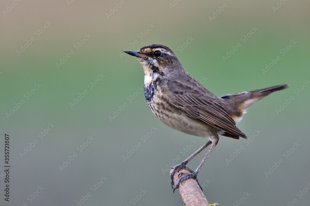 Fototapeta premium Bluethroat