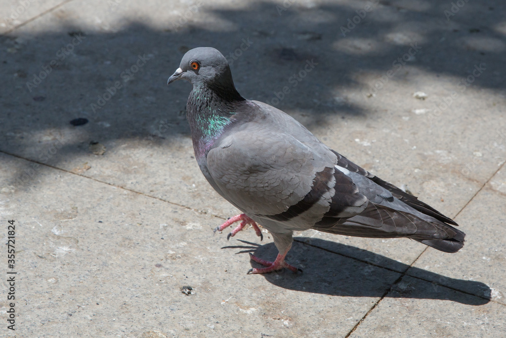 Pigeon walking on paving stones in the city . One dove stand up on marble wall . Feral pigeons, also called city doves, city pigeons, or street pigeons Doves . Pigeon walking on paving stones in the city . One dove stand up on marble wall . Feral pigeons, also called city doves, city pigeons, or street pigeons Doves .