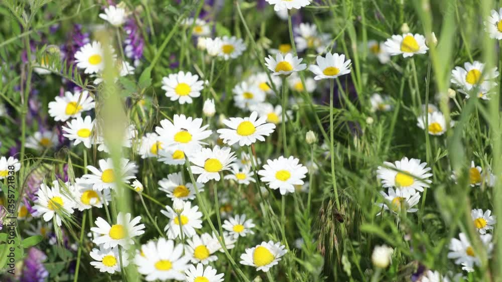 View of relaxing chamomile and vetch or wild pea flowers field grow under blue sky. View of relaxing chamomile and vetch or wild pea flowers field grow under blue sky.