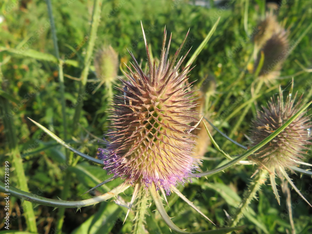 Beautiful photo of thistles with dry skewers Beautiful photo of thistles with dry skewers