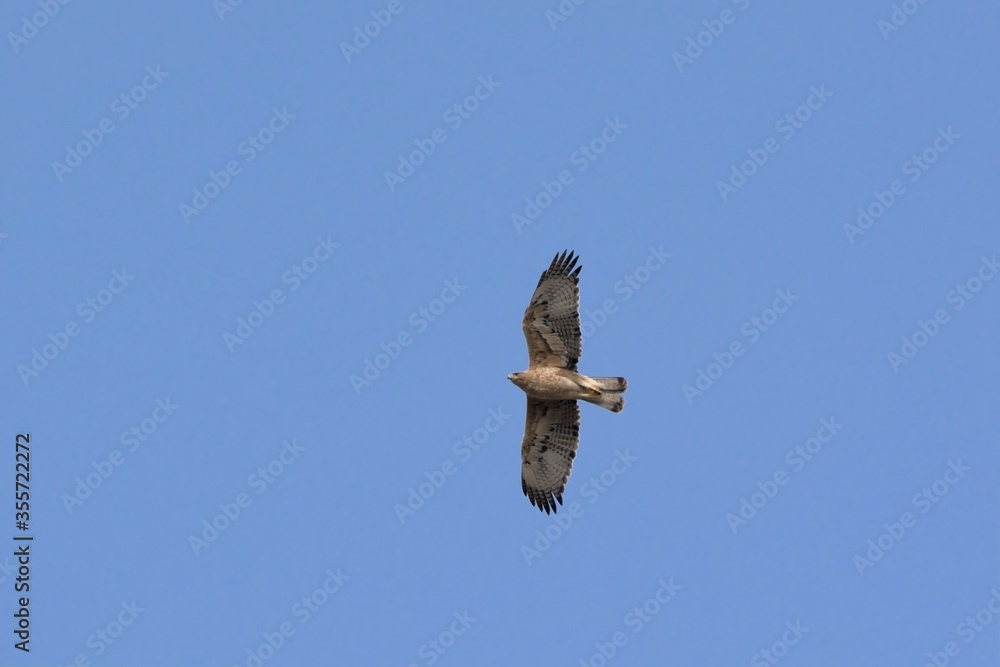 Bonelli's Eagle (Hieraaetus fasciatus), Greece Bonelli's Eagle (Hieraaetus fasciatus), Greece