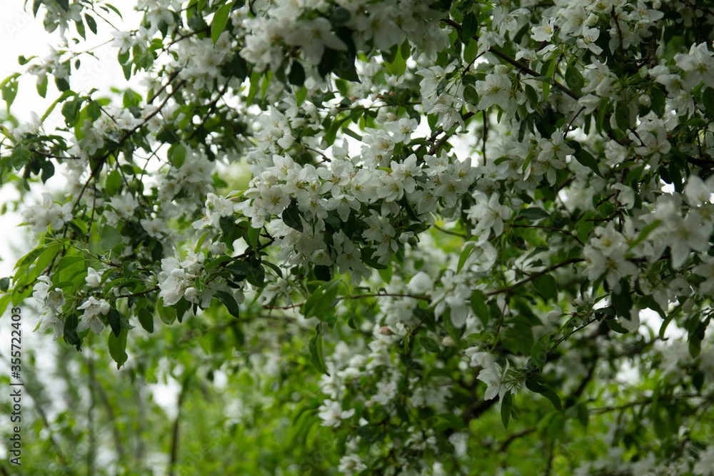 white flowers in the garden