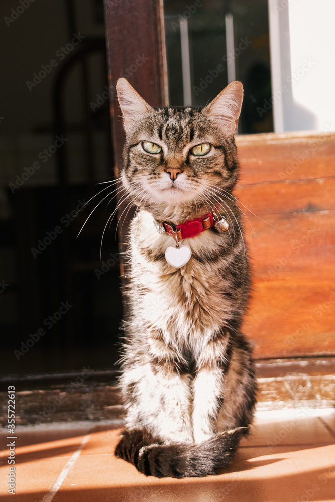 Sitting domestic lovely cat with red collar.