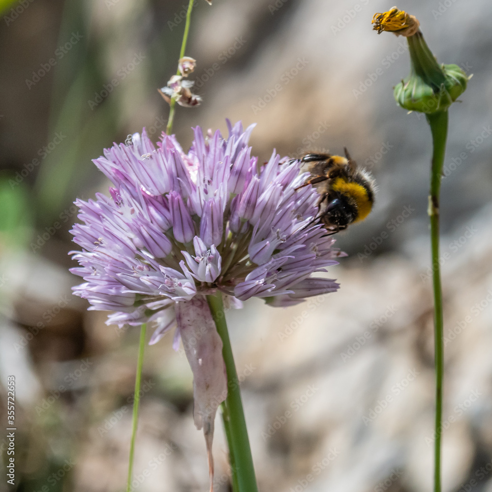 Insect on flower
Insecte sur une fleur Insect on flower
Insecte sur une fleur
