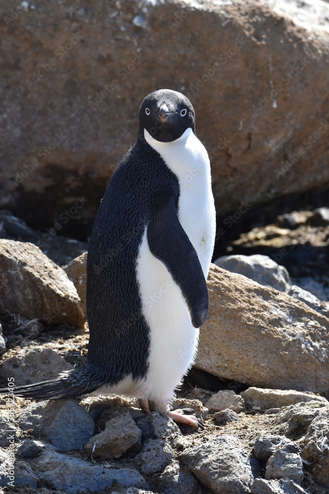 Obraz premium Adelie penguin at Brown Bluff, Antarctica