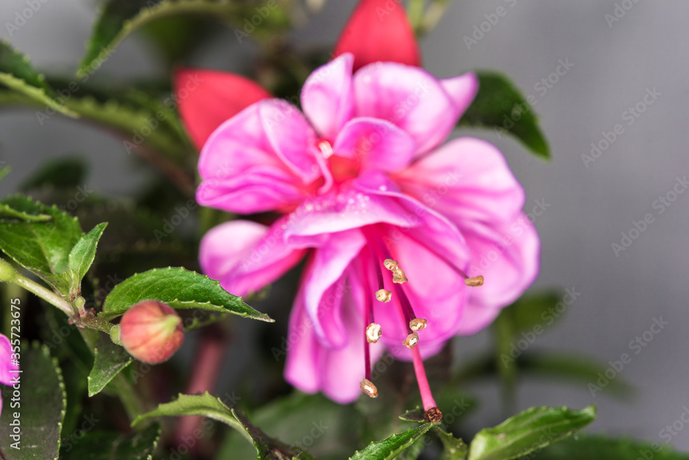 Bright violet fuchsia in full bloom macro shot close up. Fully opened flower of fuchsia with some water droplets on it. Selective focus , blurred background. Bright violet fuchsia in full bloom macro shot close up. Fully opened flower of fuchsia with some water droplets on it. Selective focus , blurred background.