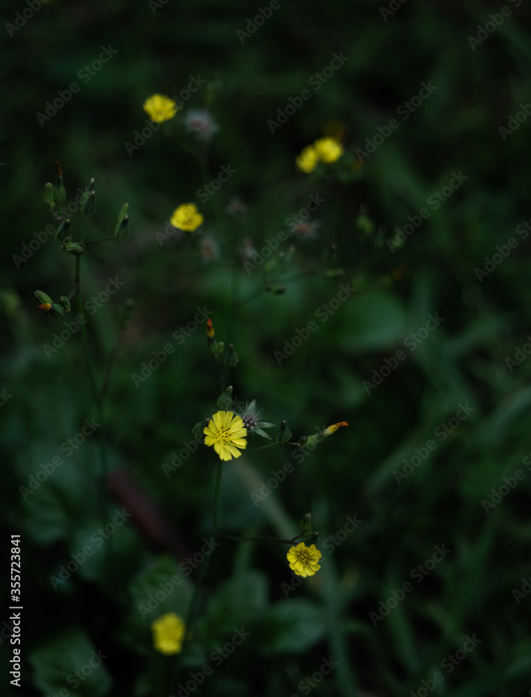 Yellow little flowers in the garden