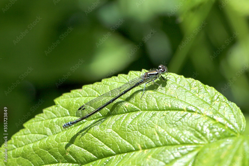Coenagrion puella - Hufeisen-Azurjungfer -Weibchen Coenagrion puella - Hufeisen-Azurjungfer -Weibchen