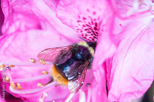 Small bumblebee bee sitting inside an open pink rhododendron flower collecting nectar - macro close up shot 