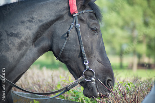 black horse close-up and black omunition