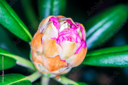 Green Rhododendron bud macro close up shot. Flower is about to bloom with pink color in Amstel garden , Amsterdam  photo