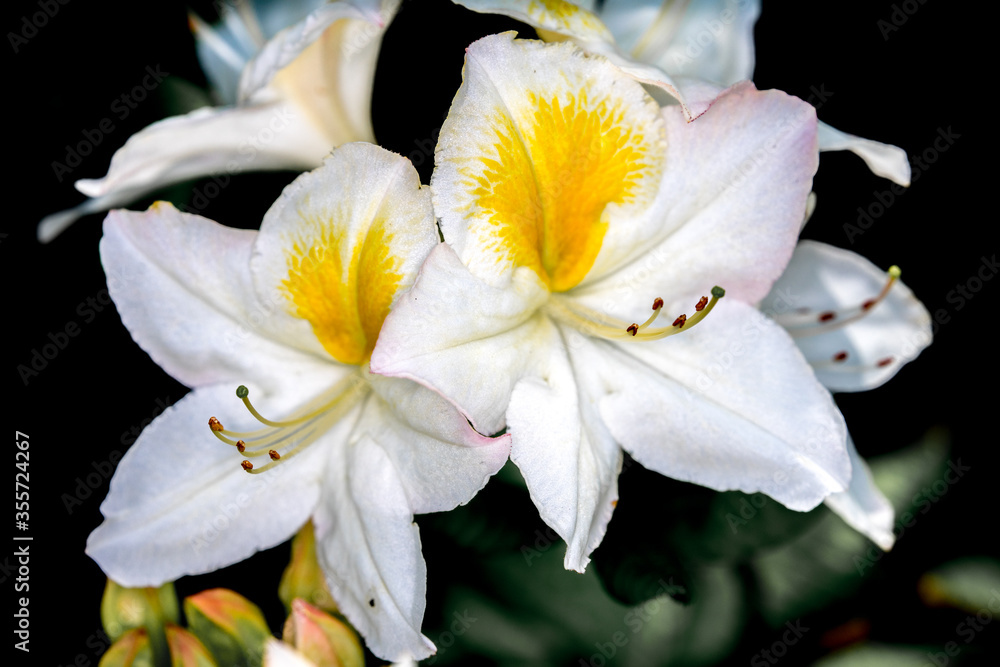 Obraz premium White rhododendron macro close up shot. Flower is in full bloom and opened. 