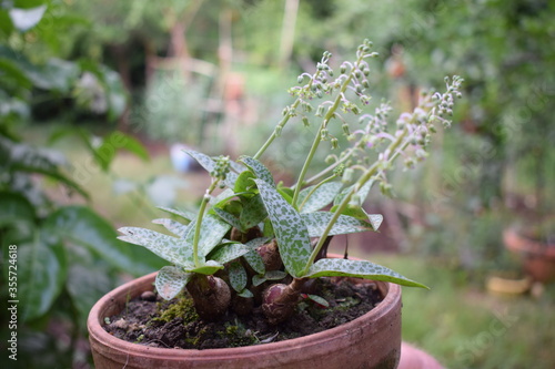 Silver squill (Ledebouria socialis) plant in a pot