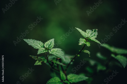 green blackberry leaves in autumn