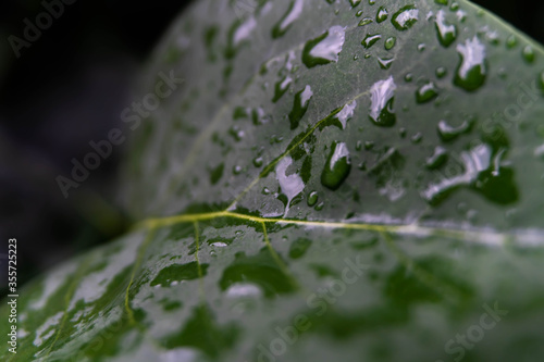 Dew Drops on a Leaf
