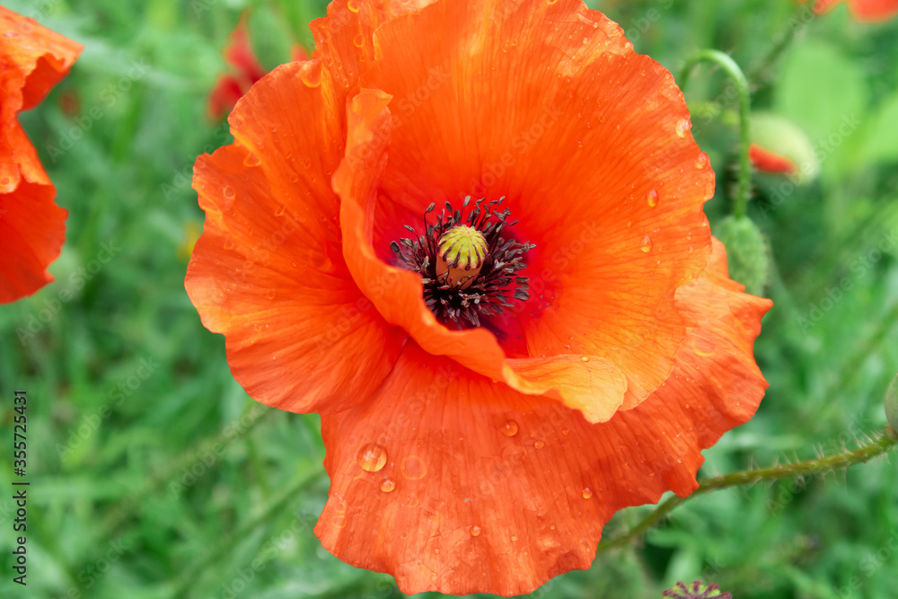 Red poppy flower on a Sunny day. Red poppy flower on a Sunny day.