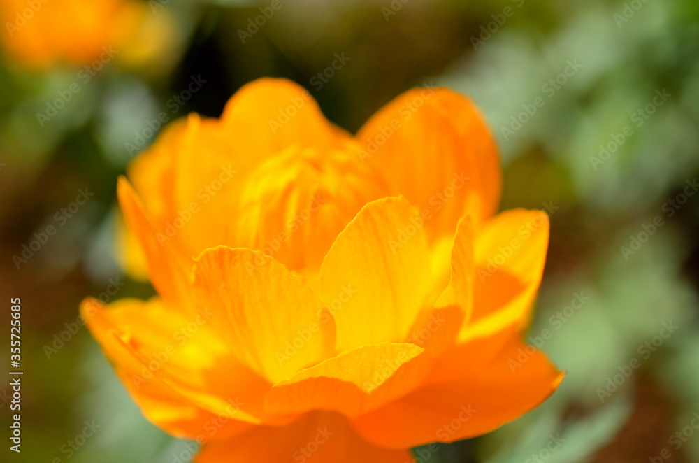 majestic orange wildflower in summer sunshine closeup
