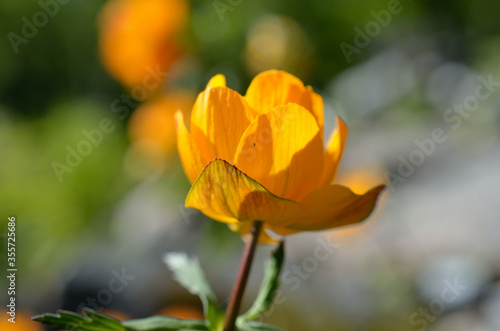 majestic orange wildflower in summer sunshine closeup