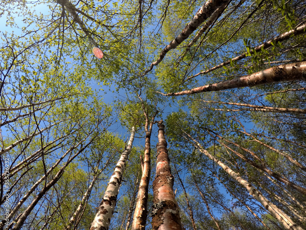 Fototapeta premium green vibrant birch tree in summer sunshine background low angle view
