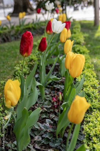 group of colorful tulips in garden in the city of Viseu, Portugal