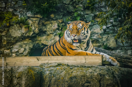 Big striped tiger in a Moscow zoo. Dangerous predator in the lock