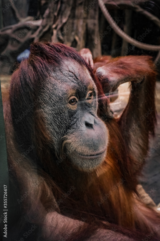 A big monkey is sitting and looking. Wild animal in captivity. A big monkey is sitting and looking. Wild animal in captivity.
