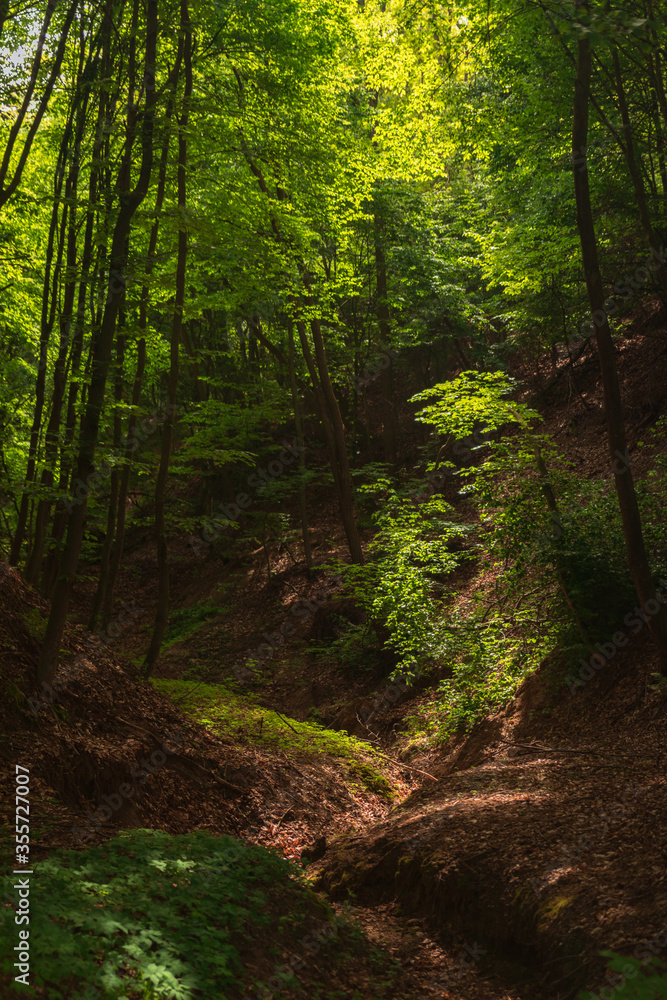 Trees in the forest in morning light in spring season Trees in the forest in morning light in spring season