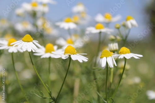 beautiful chamomile daisy flowers closeup and a blue and green background in the countryside in holland