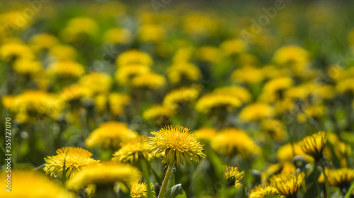 Dandelion flowers