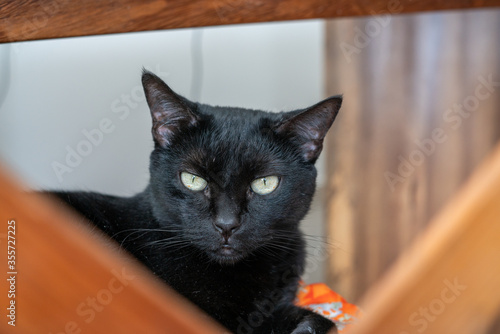 Black domestic Cat with green eyes in bed photo