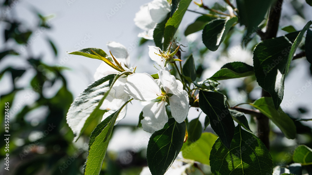 branch of a tree with white flowers branch of a tree with white flowers
