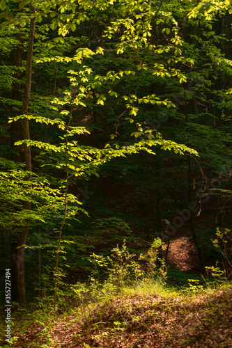 Fototapeta Naklejka Na Ścianę i Meble -  Trees in the forest in morning light in spring season