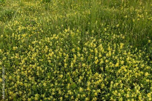 Fototapeta Naklejka Na Ścianę i Meble -  The field with wild flowers and green grass