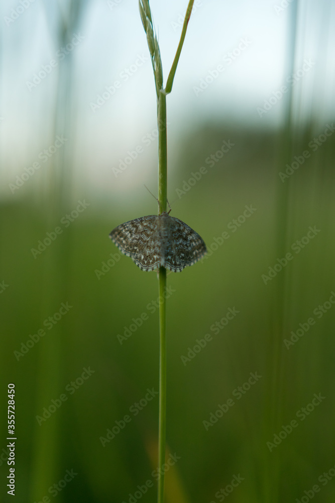 Butterfly on the leaf in the field Butterfly on the leaf in the field