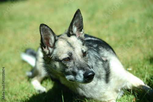 junger Sch  ferhund Mischling