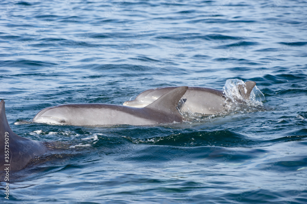 Fototapeta premium イルカ