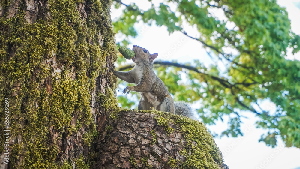Fototapeta premium Squirrel with pine cone