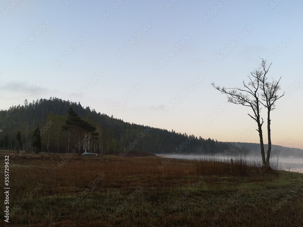 Obraz premium Lonely tree