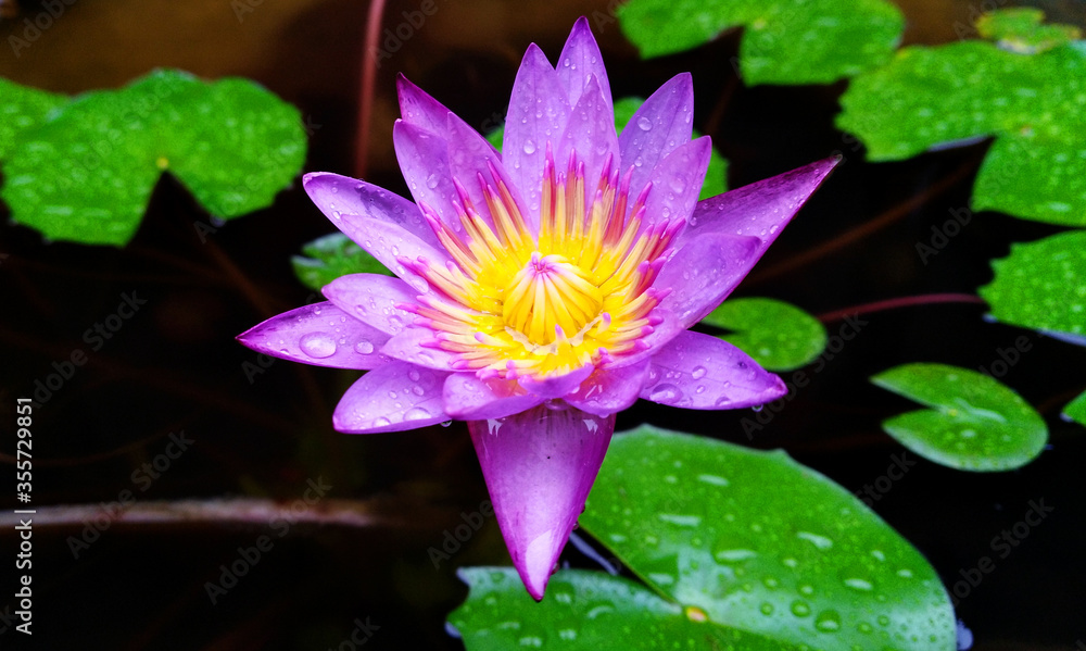Purpule colour lotus flower in a pond - Photography Purpule colour lotus flower in a pond - Photography