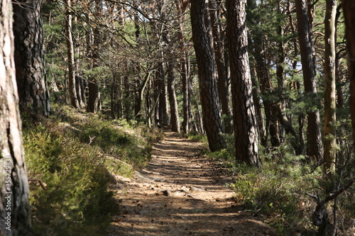 Path way palatine forrest germany big pine trees perfect holiday location for hiking