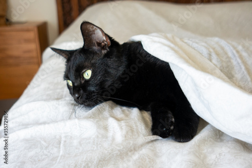 Black domestic Cat with green eyes in bed photo