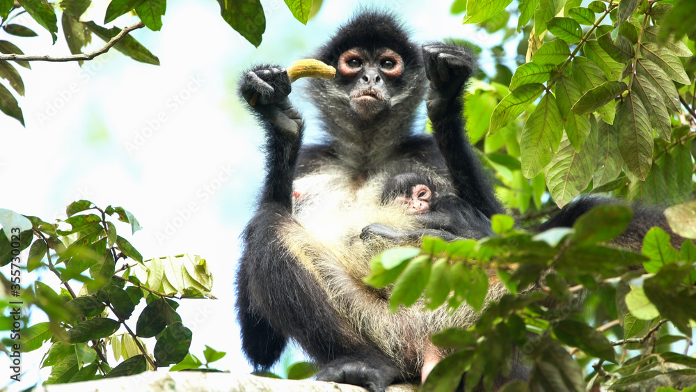 Obraz premium spider monkey whit baby