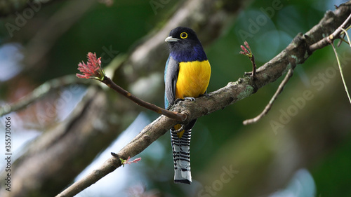 trogon at chiapas mexico