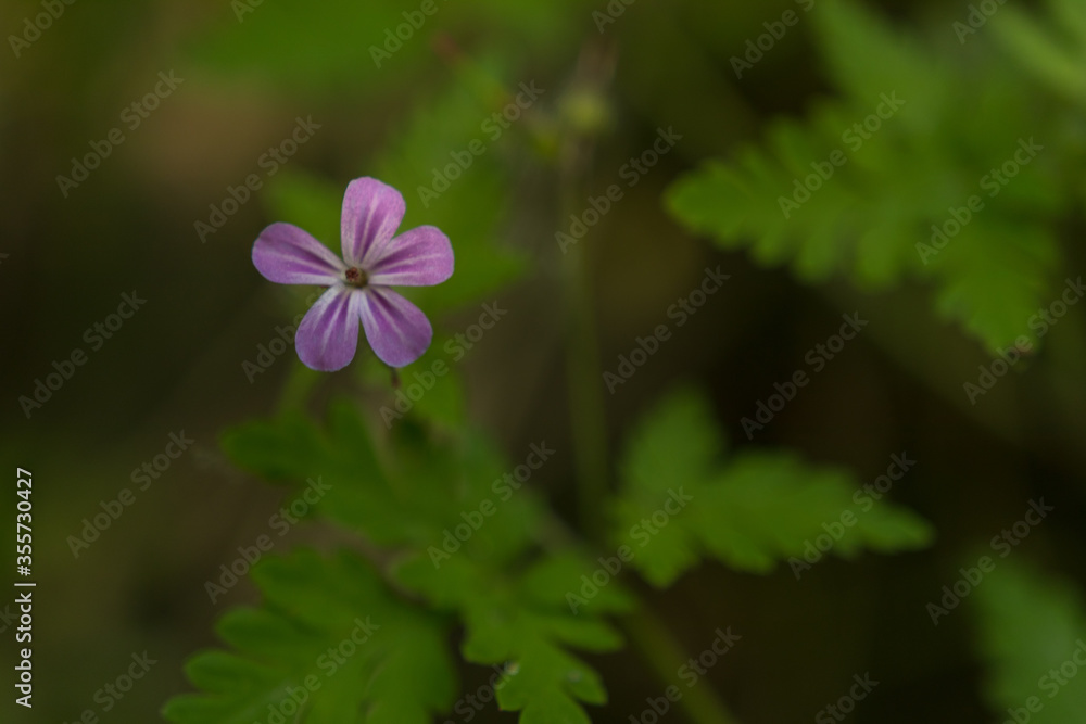 Wild flowers in the spring season Wild flowers in the spring season