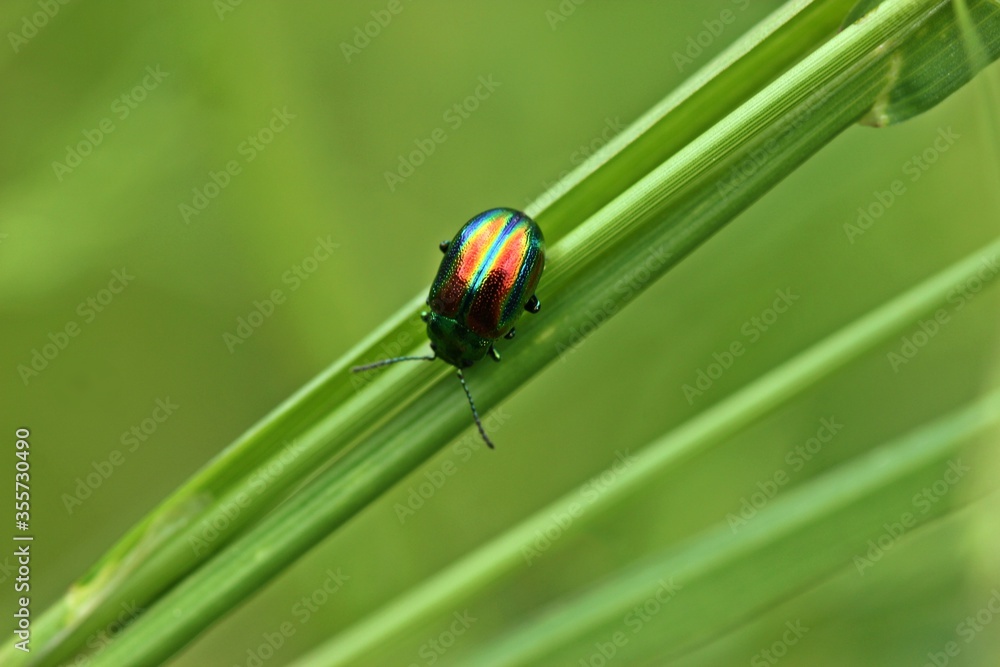 Prächtiger Blattkäfer (Chrysolina fastuosa). Prächtiger Blattkäfer (Chrysolina fastuosa).