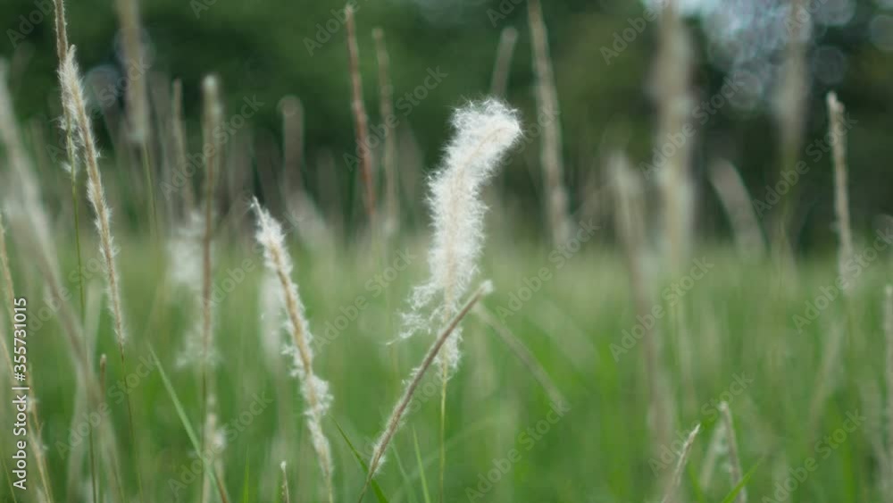 grass flower moving with wind, for background and textured grass flower moving with wind, for background and textured